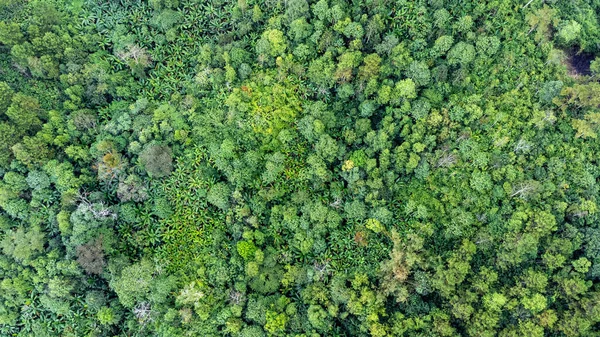 Αεροφωτογραφία Των Τροπικών Δασών Και Φως Του Ήλιου Πρωί Φυσικό — Φωτογραφία Αρχείου