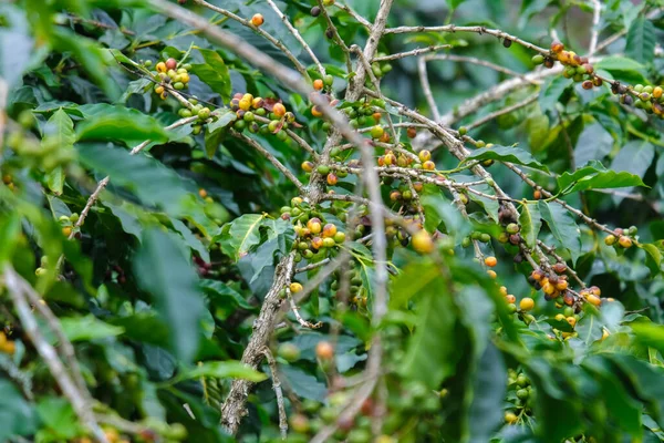 Tayland dağlarında olgunlaşan kahve çalıları yeşil ve kırmızı kahve kirazlarıyla hasat edilmeye hazırdır. Organik kahve tarlasında ağaçta olgunlaşan Arap kahve çekirdekleri..