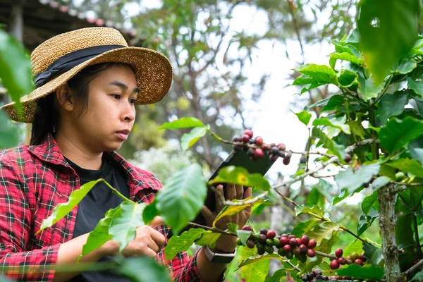 Modern Asyalı çiftçi dijital tablet kullanıyor ve kahve tarlasında olgun kahve çekirdeklerini kontrol ediyor. Tarımsal büyüme kavramında modern teknoloji uygulaması.