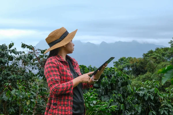 Moderno Agricultor Asiático Usando Tableta Digital Comprobando Granos Café Maduros —  Fotos de Stock
