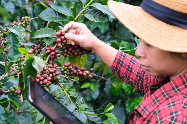 Modern Asian farmer using digital tablet and checking ripe coffee beans at coffee plantation. Modern technology application in agricultural growing activity concept.