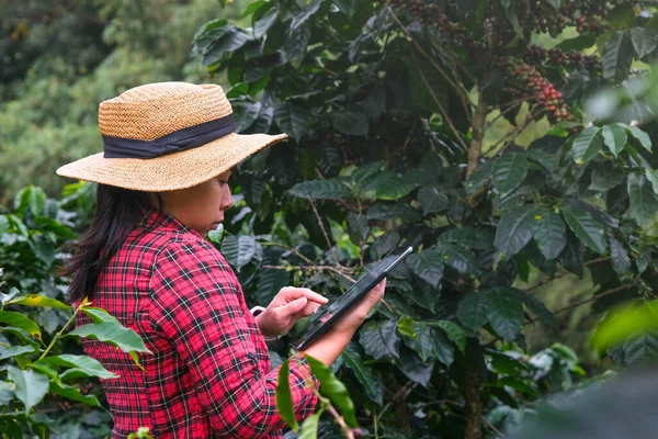 Modern Asian farmer using digital tablet and checking ripe coffee beans at coffee plantation. Modern technology application in agricultural growing activity concept.