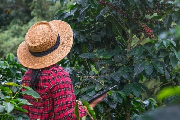 现代亚洲农民在咖啡种植园使用数字平板电脑和检查成熟的咖啡豆 现代技术在农业增长活动概念中的应用 — 图库照片