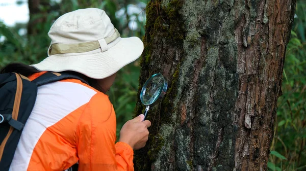 虫眼鏡でトランクを見て森の中で植物を研究する女性科学者生態学者 植物を探索するために虫眼鏡を持っている女性環境科学者 植物科学者 — ストック写真