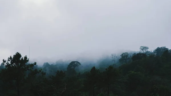 午前中に霧と熱帯林の空中ビュー 冬の間 タイ王国で美しい山熱帯林の無人機からのトップビュー 自然景観背景 — ストック写真