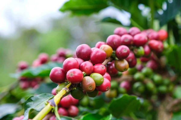 Kávové Keře Dozrávají Horách Thajska Jsou Připraveny Sklizni Zelenými Červenými Royalty Free Stock Obrázky