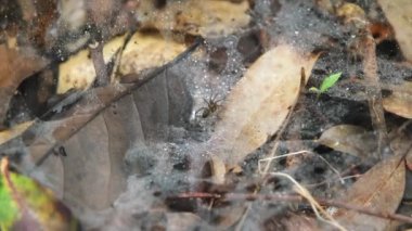 Örümcek ağındaki örümcek ağıyla kahverengi yapraklı arka planda sonbahar sabahı çiğ taneleri. Örümcek ağı doğada. Yağmur ormanlarında örümcek ağı