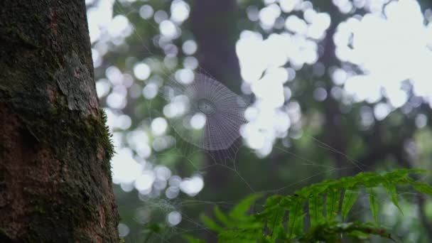 緑の背景にクモの巣 晴れた秋の日に森の中のクモの巣 自然界のクモの巣 — ストック動画