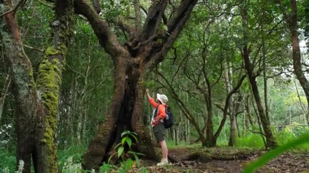Ormandaki Bitkileri Inceleyen Bir Kadın Ekolojist Bagaja Elleriyle Dokunuyor Kadın — Stok video
