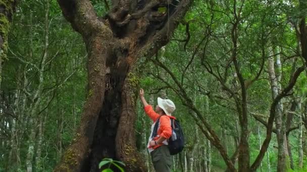 女生态学家研究森林中的植物 用手触摸树干 女环境科学家在热带雨林中探索植物 植物学家进行实地调查 — 图库视频影像