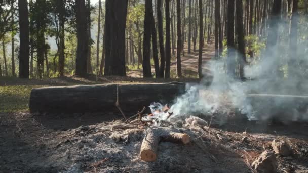 Małe Ognisko Dymem Płonących Sosen Lesie Płonące Ognisko Sosnowym Lesie — Wideo stockowe