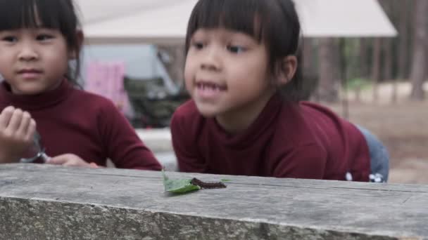 Две Симпатичные Сестры Исследуют Используют Увеличительное Стекло Наблюдать Дикими Гусеницами — стоковое видео