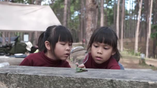 Dvě Roztomilé Sestry Zkoumají Pomocí Lupy Pozorovat Divoké Housenky Pohybující — Stock video