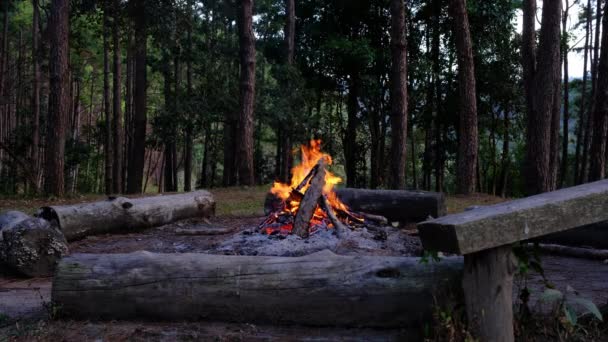 森の中で冬の夜に小さなキャンプファイヤー 冬のキャンプファイヤー松の森 — ストック動画