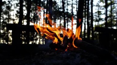 Ormanda kış akşamında küçük bir kamp ateşi. Kışın çam ormanında yanan kamp ateşi.