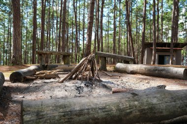 Ormanda kamp ateşi için dallar yığılır..
