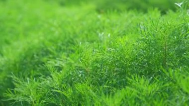 Kozmos çiçeklerinin yeşil yapraklarını kapatın. Kozmos çiçeklerinin harika manzarası, Doğa yaz manzarası