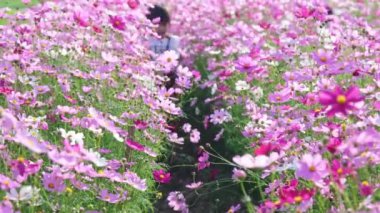 Kozmos çiçeği tarlasında oynayan mutlu Asyalı küçük kız. İki güzel kız kardeş kozmos çiçek tarlalarında koşuşturuyor ve yaz tatilinde birlikte vakit geçiriyorlar..