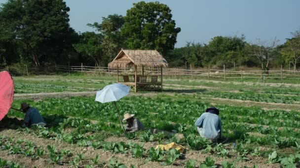 Zemědělství Stará Pěstování Zelí Krásné Zahradě Jasným Slunečním Světlem Ráno — Stock video
