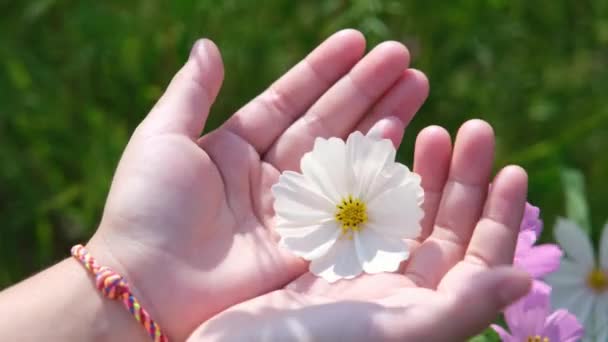 Όμορφο Ροζ Λουλούδι Σύμπαν Στο Χέρι Πράσινο Φόντο Κήπο Cosmos — Αρχείο Βίντεο