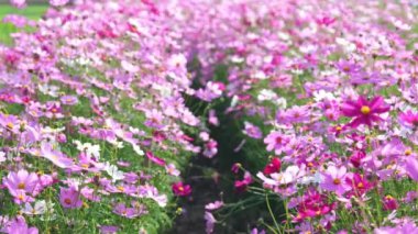 Kozmos çiçeği tarlasında oynayan mutlu Asyalı küçük kız. İki güzel kız kardeş kozmos çiçek tarlalarında koşuşturuyor ve yaz tatilinde birlikte vakit geçiriyorlar..
