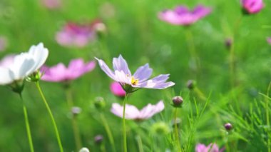 Bahçede çiçek açan güzel kozmos çiçekleri. Doğadaki kozmos çiçekleri. Kozmos çiçekleri tarlalarda rüzgarda sallanıyor.