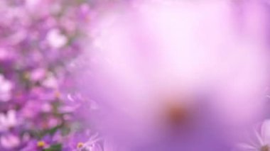 Bahçede çiçek açan güzel kozmos çiçekleri. Doğadaki kozmos çiçekleri. Kozmos çiçekleri tarlalarda rüzgarda sallanıyor.