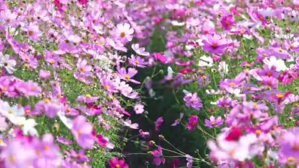 Prachtige Kosmos Bloemen Bloeien Tuin Cosmosbloemen Natuur Cosmos Bloemen Zwaaien — Stockvideo
