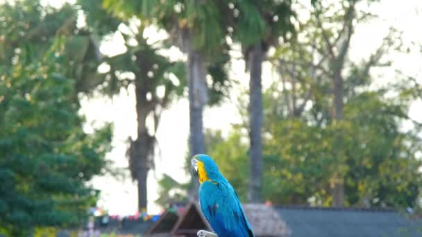 Barevný Papoušek Macaw Stojící Dřevěném Bidýlku Přirozeným Rozmazaným Pozadím Detailní — Stock video