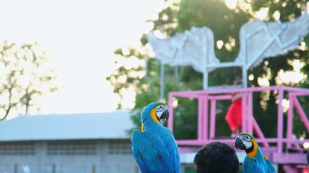 Πολύχρωμο Παπαγάλο Macaw Στέκεται Ξύλινη Πέρκα Φυσικό Θολή Φόντο Κοντινό — Αρχείο Βίντεο