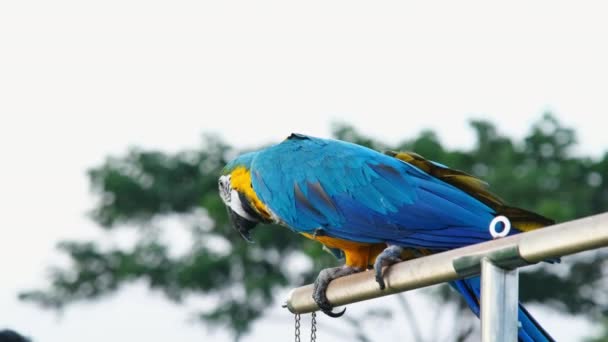 Colorful Macaw Parrot Standing Wooden Perch Natural Blurred Background Close — 비디오