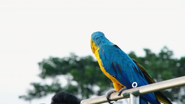 色彩斑斓的鹦鹉站在木制的栖木上 背景自然模糊不清 一只五彩斑斓的蓝黄色鹦鹉的特写 — 图库视频影像