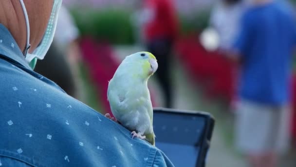 Cute Little Parrot Woman Shoulder — Stock Video