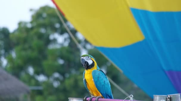 Πολύχρωμο Παπαγάλο Macaw Στέκεται Ξύλινη Πέρκα Φυσικό Θολή Φόντο Κοντινό — Αρχείο Βίντεο