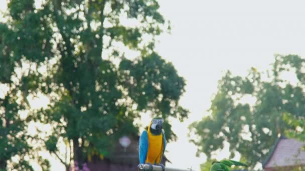 Pappagallo Macaw Colorato Piedi Trespolo Legno Con Sfondo Sfocato Naturale — Video Stock