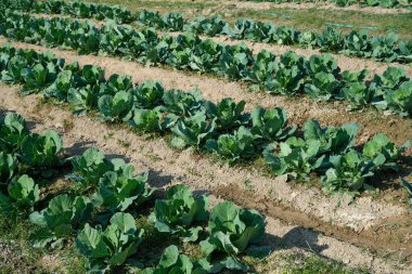 Large healthy cabbage plant on the ground in the garden. Cabbage growing in a beautiful garden with bright sunlight in the morning.