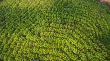 Sıcak güneş ışığında kauçuk plantasyonunun havadan görünüşü. Lastik lateks ağacı ve yaprak plantasyonunun en üst görüntüsü, iş lastiği tarımı. Doğal manzara arka planı.