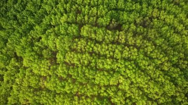 Sıcak güneş ışığında kauçuk plantasyonunun havadan görünüşü. Lastik lateks ağacı ve yaprak plantasyonunun en üst görüntüsü, iş lastiği tarımı. Doğal manzara arka planı.