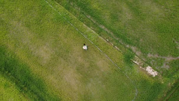 Luchtfoto Van Een Boer Die Groene Rijstplanten Besproeit Met Kunstmest — Stockvideo