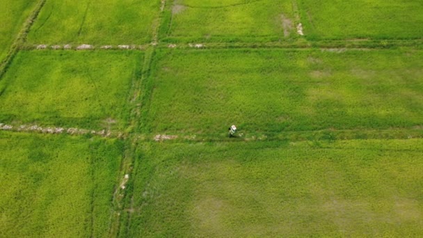 Vista Aérea Los Agricultores Rociando Plantas Arroz Verde Con Fertilizante — Vídeo de stock