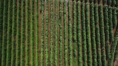 Yazın yeşil mısır tarlasının havadan görünüşü. Yeşil ekili mısır tarlası manzarası.