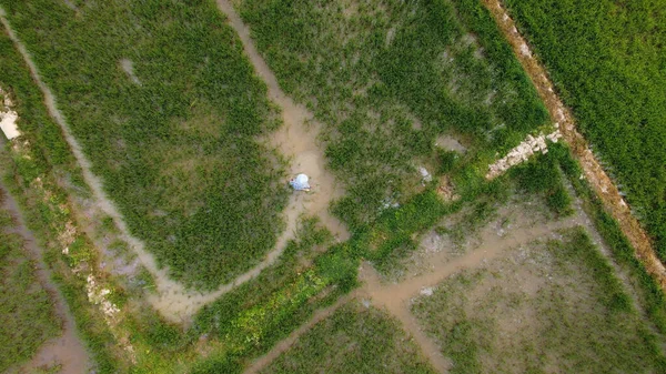 Αεροφωτογραφία Αγρότη Που Ψεκάζει Φυτά Πράσινου Ρυζιού Λίπασμα Ασιάτης Αγρότης — Φωτογραφία Αρχείου