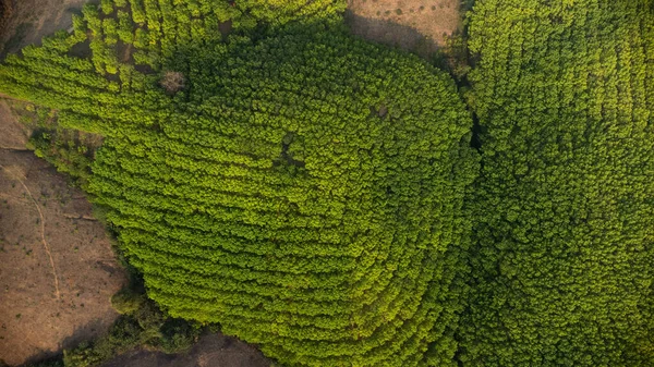 Βουνό Κατεστραμμένο Από Άνθρωπο Για Καλλιέργεια Φυτών Αεροφωτογραφία Βουνών Καλυμμένων — Φωτογραφία Αρχείου
