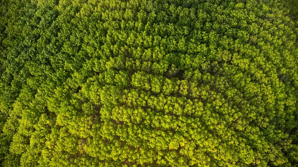 Αεροφωτογραφία Φυτείας Καουτσούκ Στο Ζεστό Φως Του Ήλιου Κάτοψη Του — Φωτογραφία Αρχείου