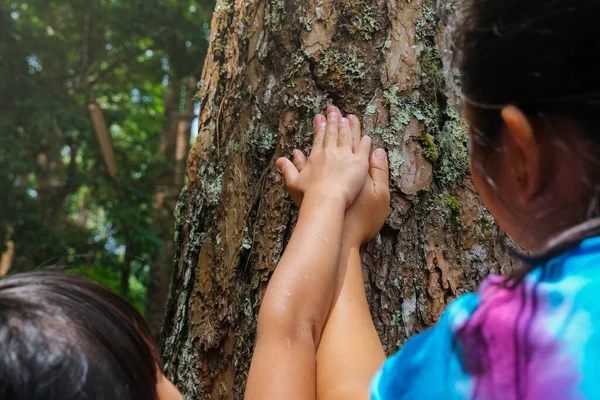 母親と少女の手は大きな木の幹に古い木に触れる 緑の環境に優しいライフスタイル 愛と自然概念を守る — ストック写真