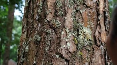 Bir anne ve küçük bir kızın elleri büyük bir ağaç gövdesindeki yaşlı bir ağaca dokunur. Yeşil çevre dostu yaşam tarzı. Doğayı sev ve koru.