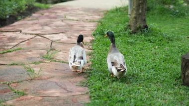 Mallard ördek sürüsü bahçede otluyor. Yaban ördeği çimenlerde yürüyor.