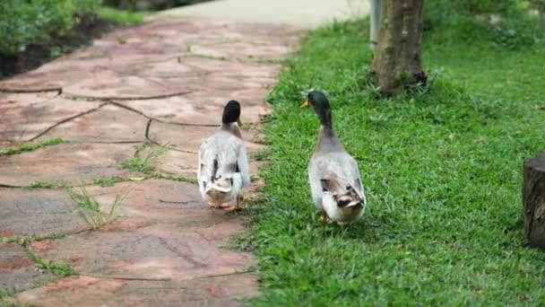 Flock Mallard Ducks Grazing Garden Mallard Duck Walking Grass — Stock Video