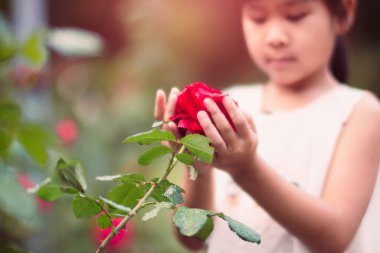 Bahçede kırmızı gül tutan sevimli küçük bir kız, seçici bir odak noktası. Çocukların ellerinde kırmızı gül. 14 Şubat. Şefkat ve sevginin sembolü