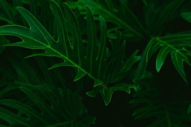 Mükemmel doğal yeşil yaprak deseni. Yağmur ormanlarında yetişen egzotik koyu yeşil tropikal yaprakların arka planı. Lahana rengi.